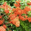 Photo de Buisson ardent "orange".